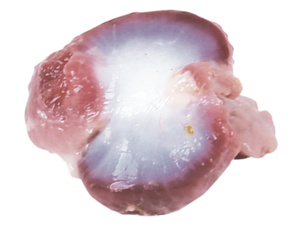 Açık Piliç Taşlık