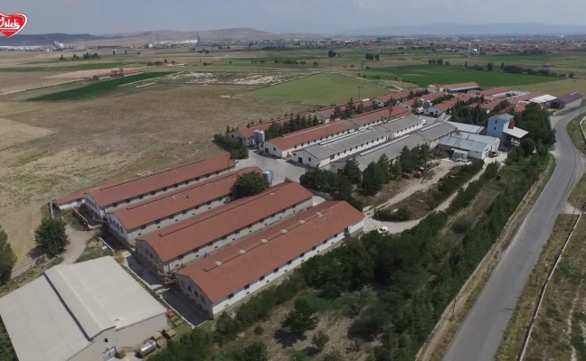 Organize Yumurta Üretim Çiftliği