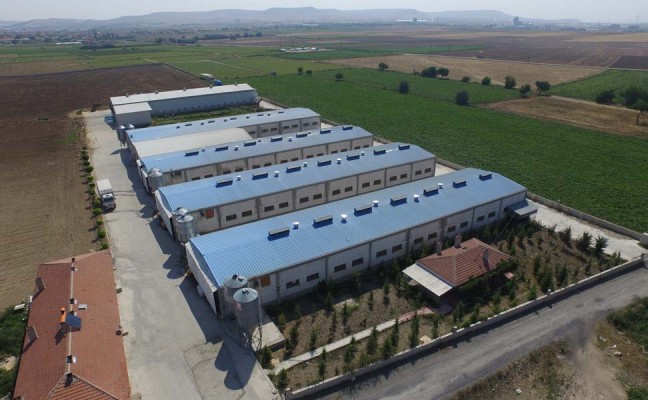 Susuz Yumurta Üretim Çiftliği